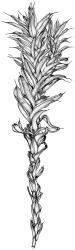 Pseudocrossidium crinitum, habit, moist. Drawn from W. Malcolm 1288, AK 319857.
 Image: R.D. Seppelt © R.D.Seppelt All rights reserved